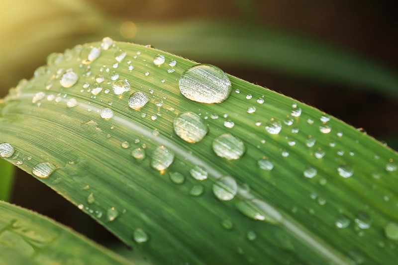 collecter de l'eau de pluie pour le jardin collecter de l'eau de pluie pour le jardin