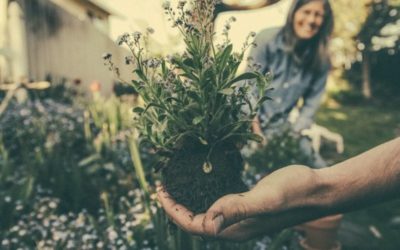 Le jardin face au défi climatique