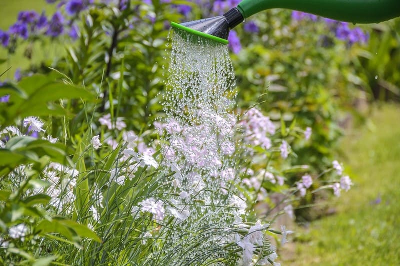eau de pluie arrosage jardin