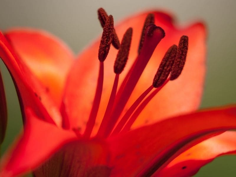 amaryllis fleurs de noël eau de pluie jardin