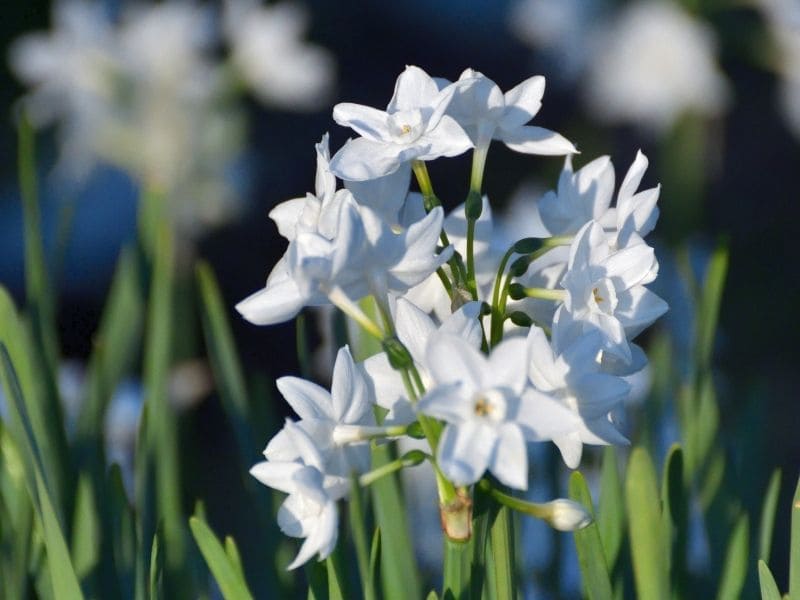 fleurs eau de pluie jardin narcisse